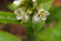 Pseudoturritis turrita_Merce Vallicrosa CC BY-NC