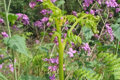Pteridium aquilinum aquilinum_Ferran Villen