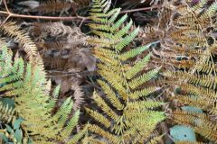 Pteridium aquilinum aquilinum_Gabriel Huguet