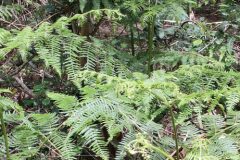 Pteridium aquilinum aquilinum_Isabel Gallen CC BY-NC