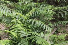 Pteridium aquilinum aquilinum_Isabel Gallen CC BY-NC