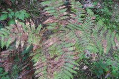 Pteridium aquilinum aquilinum_Jordi Puyuelo