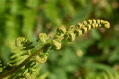 Pteridium aquilinum aquilinum_Margarida Vila CC BY-NC