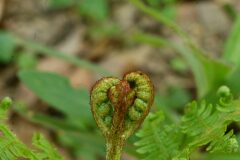 Pteridium aquilinum aquilinum_Margarida Vila CC BY-NC