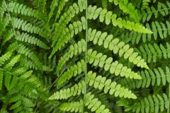 Pteridium aquilinum aquilinum_Merce Vallicrosa CC BY-NC