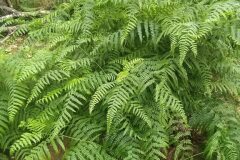 Pteridium aquilinum aquilinum_Merce Vallicrosa CC BY-NC