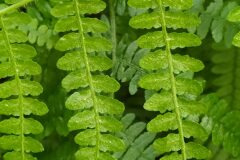 Pteridium aquilinum aquilinum_Merce Vallicrosa CC BY-NC