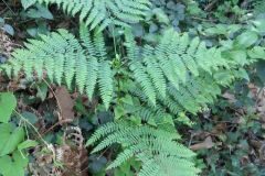 Pteridium aquilinum aquilinum_Montserrat Garcia