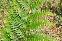 Pteridium aquilinum aquilinum_Montserrat Garcia