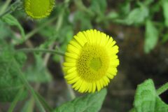 Pulicaria dysenterica dysenterica_Jordi Puyuelo