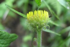 Pulicaria dysenterica dysenterica_Jordi Puyuelo