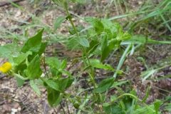 Pulicaria dysenterica dysenterica_Merce Vallicrosa CC BY-NC