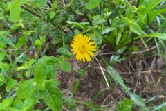 Pulicaria dysenterica dysenterica_Merce Vallicrosa CC BY-NC