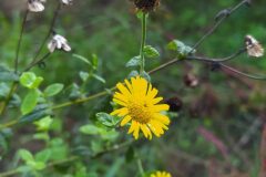 Pulicaria dysenterica dysenterica_Merce Vallicrosa CC BY-NC