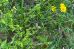 Pulicaria dysenterica dysenterica_Merce Vallicrosa CC BY-NC