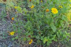 Pulicaria dysenterica dysenterica_Merce Vallicrosa CC BY-NC