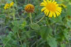 Pulicaria dysenterica dysenterica_Merce Vallicrosa CC BY-NC