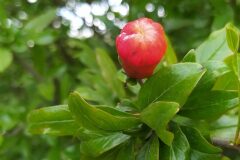 Punica granatum_Merce Vallicrosa CC BY-NC