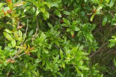 Punica granatum_Merce Vallicrosa CC BY-NC