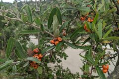 Pyracantha angustifolia_Katarzyna Zarnowiec CC BY-SA