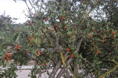 Pyracantha angustifolia_Katarzyna Zarnowiec CC BY-SA