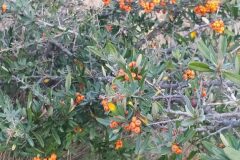 Pyracantha angustifolia_Merce Vallicrosa CC BY-NC