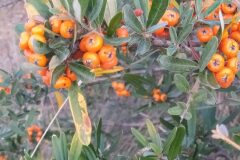 Pyracantha angustifolia_Merce Vallicrosa CC BY-NC