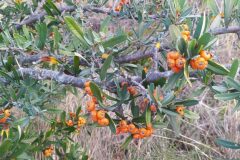 Pyracantha angustifolia_Merce Vallicrosa CC BY-NC