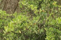 Pyracantha angustifolia_Neus Julia CC BY-SA