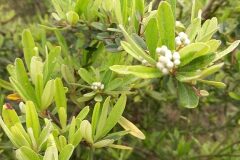 Pyracantha angustifolia_Neus Julia CC BY-SA