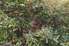 Pyracantha crenulata _Merce Vallicrosa CC BY-NC