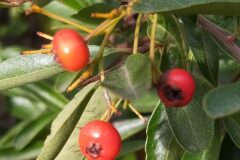 Pyracantha crenulata _Merce Vallicrosa CC BY-NC