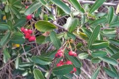 Pyracantha crenulata _Merce Vallicrosa CC BY-NC