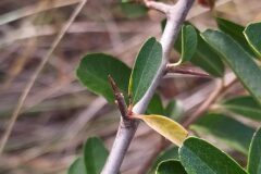 Pyracantha crenulata _Merce Vallicrosa CC BY-NC