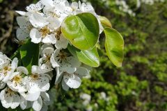 Pyrus communis_Roger Vila CC BY-NC