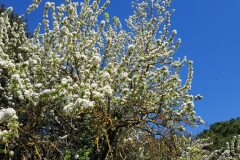 Pyrus communis_Roger Vila CC BY-NC