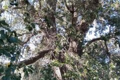 Quercus ×avellaniformis morisii_Merce Vallicrosa CC BY-NC