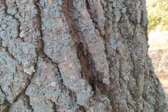 Quercus ×avellaniformis morisii_Merce Vallicrosa CC BY-NC