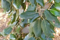 Quercus ×avellaniformis morisii_Merce Vallicrosa CC BY-NC