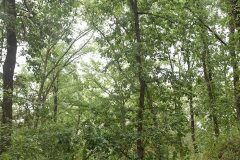 Quercus canariensis_Gabriel Huguet