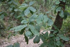 Quercus canariensis_Gabriel Huguet