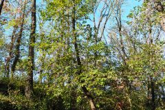 Quercus canariensis_Joaquim Reberte