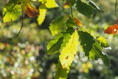Quercus canariensis_Joaquim Reberte