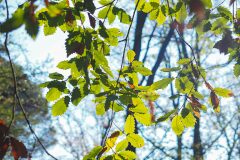 Quercus canariensis_Joaquim Reberte