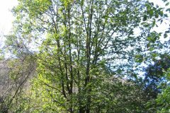 Quercus canariensis_Josep Maria Panareda