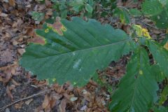 Quercus canariensis_Josep Maria Panareda