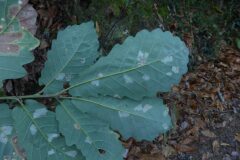 Quercus canariensis_Josep Maria Panareda