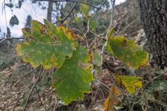 Quercus canariensis_Katarzyna Zarnowiec CC BY-SA