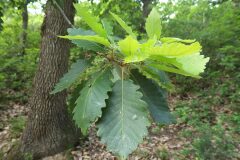 Quercus canariensis_Mariona Fuentes 