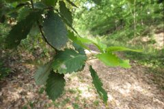 Quercus canariensis_Mariona Fuentes 